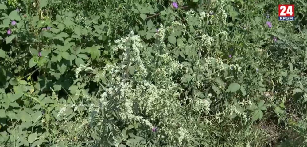 «Осторожно, амброзия»: Как борются с опасным сорняком в Симферополе
