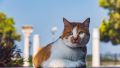 Античные хвосты: кот Мостик встретился с коллегами из Херсонеса