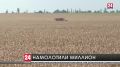 Крымские аграрии собрали урожай с 70% посевных площадей