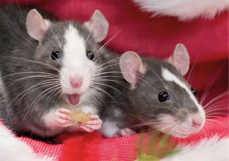 Содержание крысы в домашних условиях