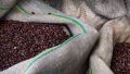 Неурожай в Бразилии: в России готовятся к удорожанию кофе