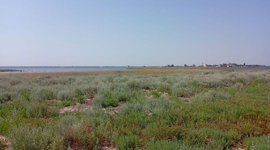 Перекрытие Северо-Крымского канала повлияло на флору и фауну Лебяжьих островов