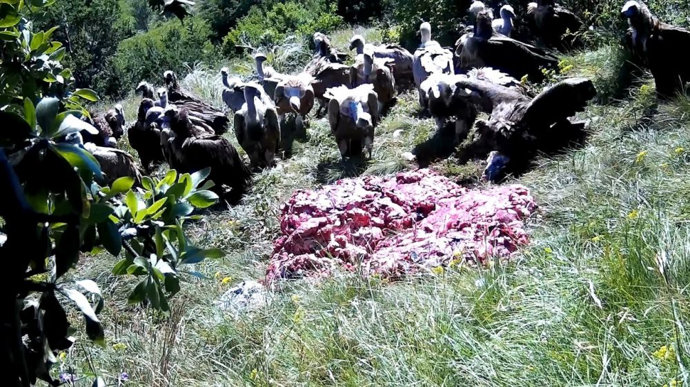 Минприроды Крыма продолжает проводить подкормку черных грифов и белоголовых сипов
