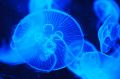 В районе мыса Фиолент из-за медузы затонул прогулочный катер