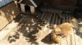 Специалистами межрайонного отдела ветеринарии "Западный" в с. Береговом Бахчисарайского района проведена внеплановая выездная проверка по содержанию животных (собак)