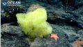 Без штанов: ученые нашли в океане "настоящих" Губку Боба и Патрика