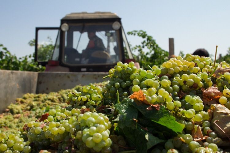 Севастопольские аграрии получили государственную поддержку на развитие виноградарства