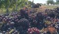 Севастопольским виноградарям выделены субсидии на развитие предприятий