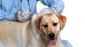 Специалисты ГБУ РК «Евпаторийский городской ВЛПЦ» проведут выездную вакцинацию домашних собак и кошек против бешенства на территории городского округа Евпатория в августе 2021 года