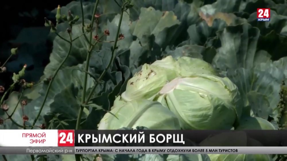 В Крыму подешевели овощи. Во что сегодня обойдется борщ?