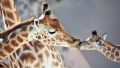 Зачем жирафам нужны бабушки - откровения британских ученых