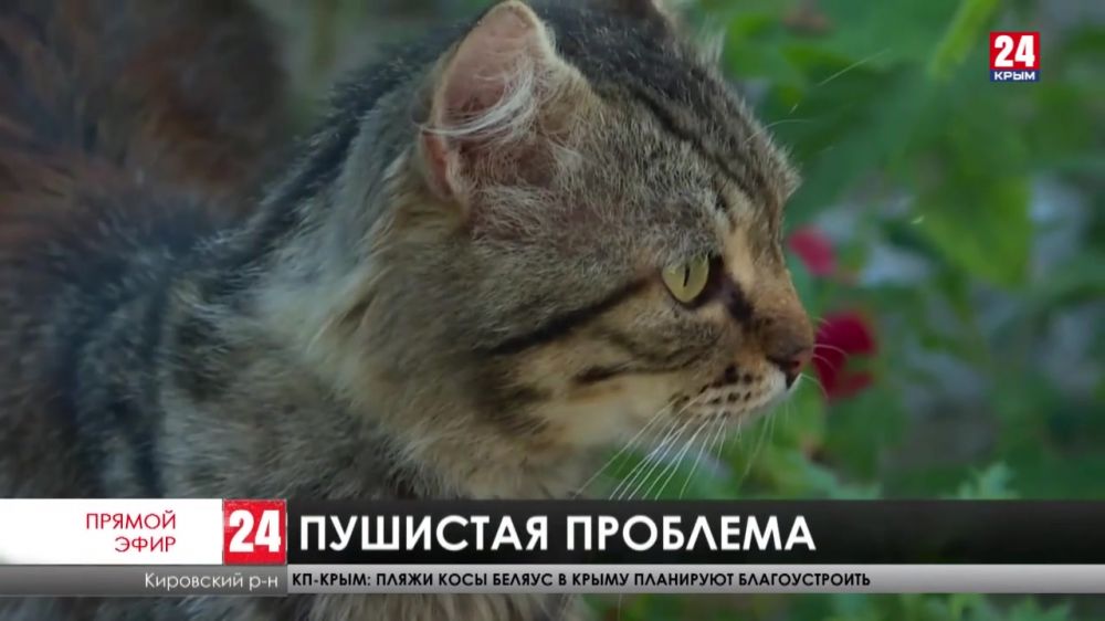 Мы в ответе за тех, кого приручили? В посёлке Кировское мужчина завел 18 кошек и поссорился с соседями