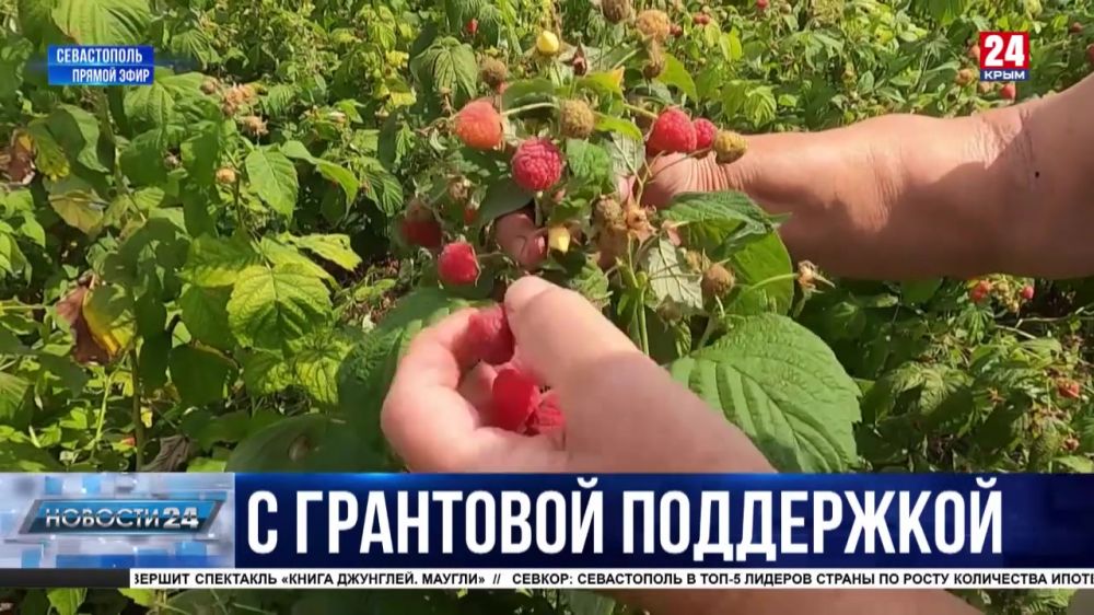 Миллионы на поддержку фермеров: как развивают производство ягоды в Севастополе