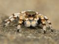 В Крыму растет популяция ядовитых пауков