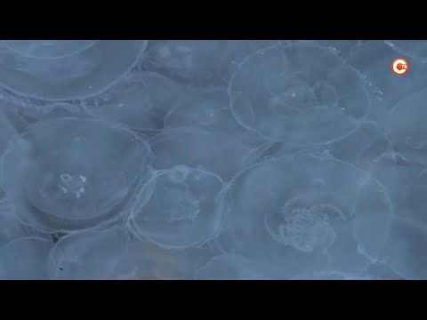В севастопольские бухты снова приплыли ядовитые медузы (СЮЖЕТ)