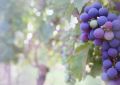 В этом году могут появиться новые виды севастопольской винной продукции