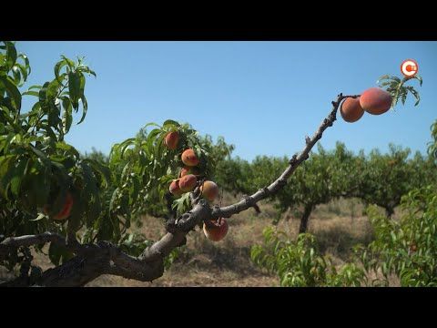 В совхозе имени Полины Осипенко планируют собрать около 30 тонн персиков (СЮЖЕТ)