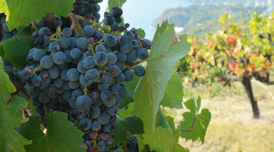 Виноделы Севастополя планируют производить органическое вино