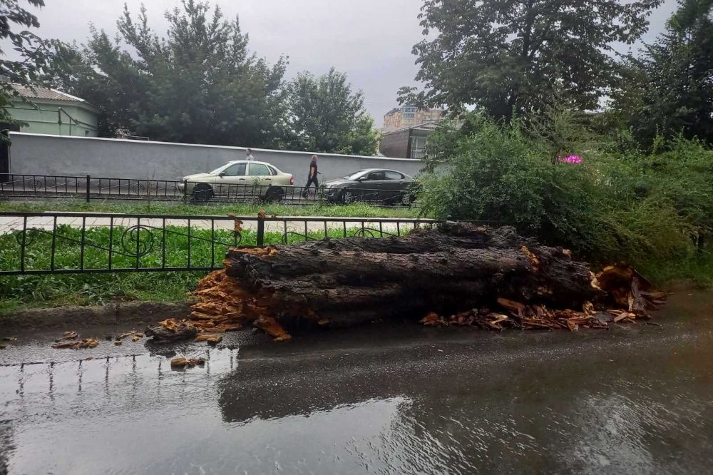В Симферополе на дорогу рухнуло дерево