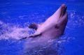 Стая дельфинов в Крыму пыталась предупредить людей о землетрясении
