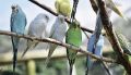 Как создать волнистым попугайчикам условия для выведения птенцов