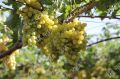 Сезон сбора винограда начался в Крыму