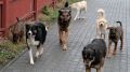 Специалистами отдела ветеринарии г. Керчь и Ленинского района проведены мероприятия по установлению мест скопления собак без владельцев на территории г. Керчь