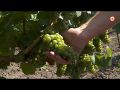 Севастопольские виноградари ожидают большой урожай (СЮЖЕТ)
