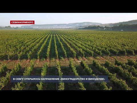 Направление «Виноградарство и виноделие» открылось в Севастопольском госуниверситете