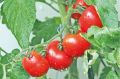 Чем полезны помидоры — советы иммунолога