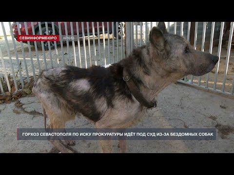 Горхоз Севастополя будут судить из-за бездомных собак