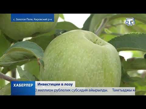 В Крыму планируют высаживать до тысячи гектаров виноградников в год