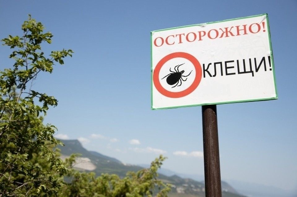 Роспотребнадзор: В Крыму продолжается пик активности клещей