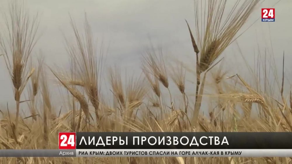 Полтора миллиона зерновых собрали в Крыму в 2021 году