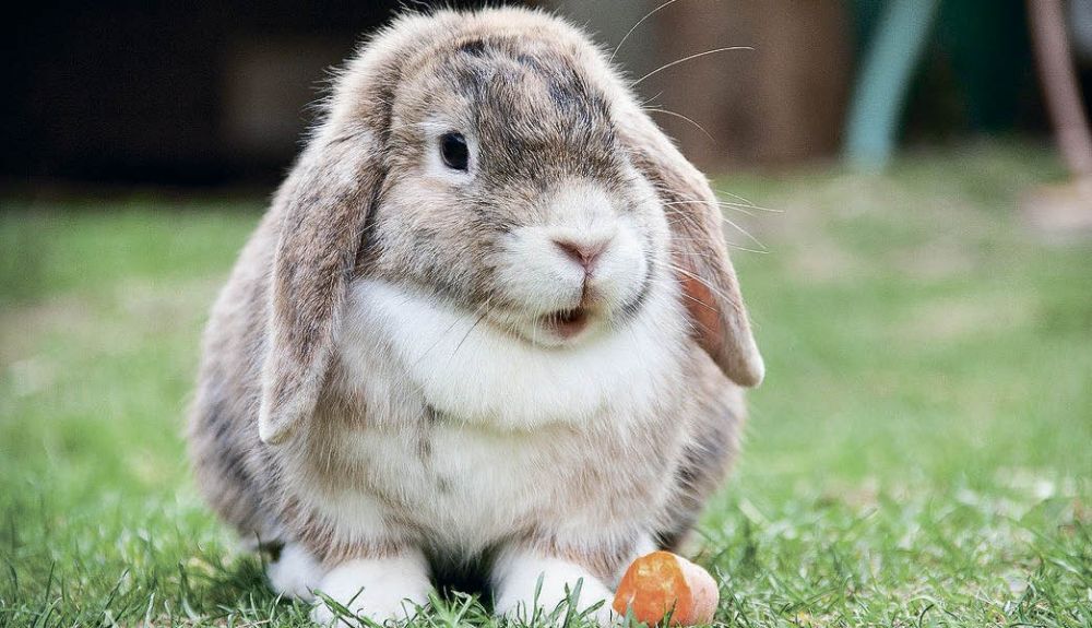 Чем кормить декоративного кролика