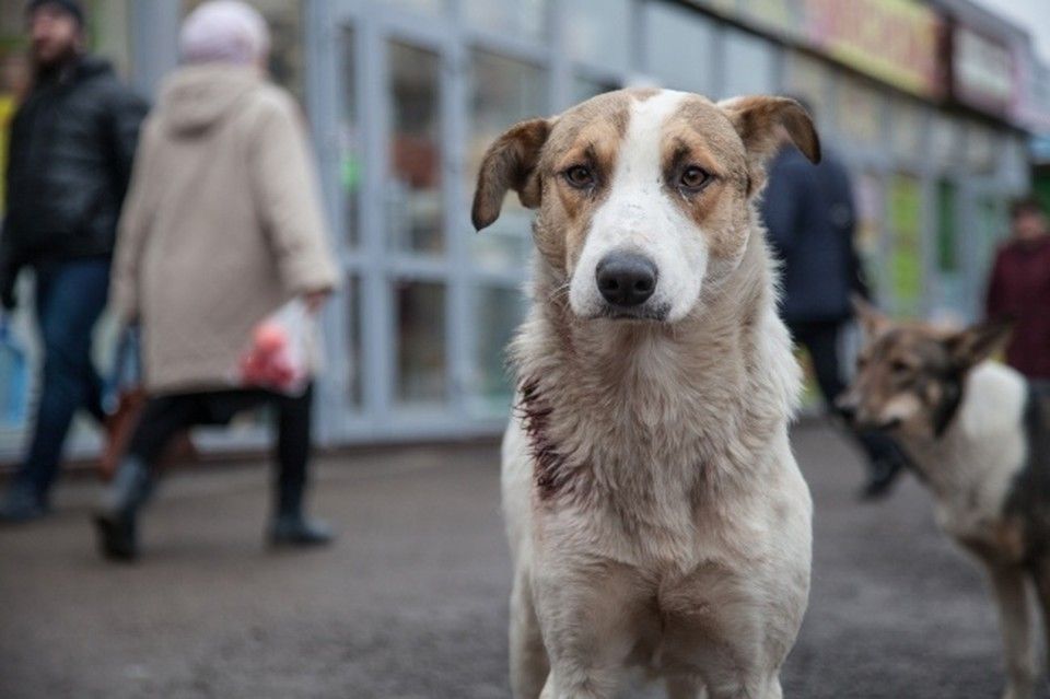 В Крыму садисты чуть не разрезали пса пополам