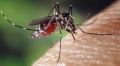 Роспотребнадзор предупредил об угрозе нашествия комаров – переносчиков лихорадки