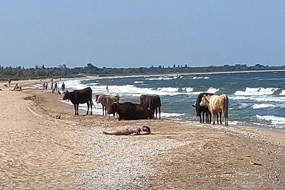 «Телки на пляже»: Под Керчью отдыхающие делят берег со стадом коров
