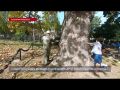 6 севастопольских деревьев-старожилов получат статус памятника природы