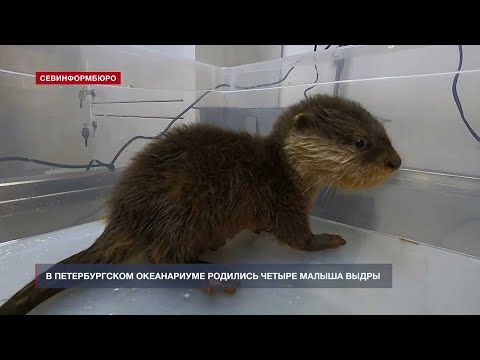 В Петербургском океанариуме родились четыре малыша выдры