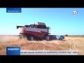 Время семечек: в Крыму убирают подсолнечник