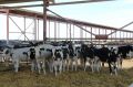 В Крым не пустили грузовик с 25 коровами без ветеринарных документов