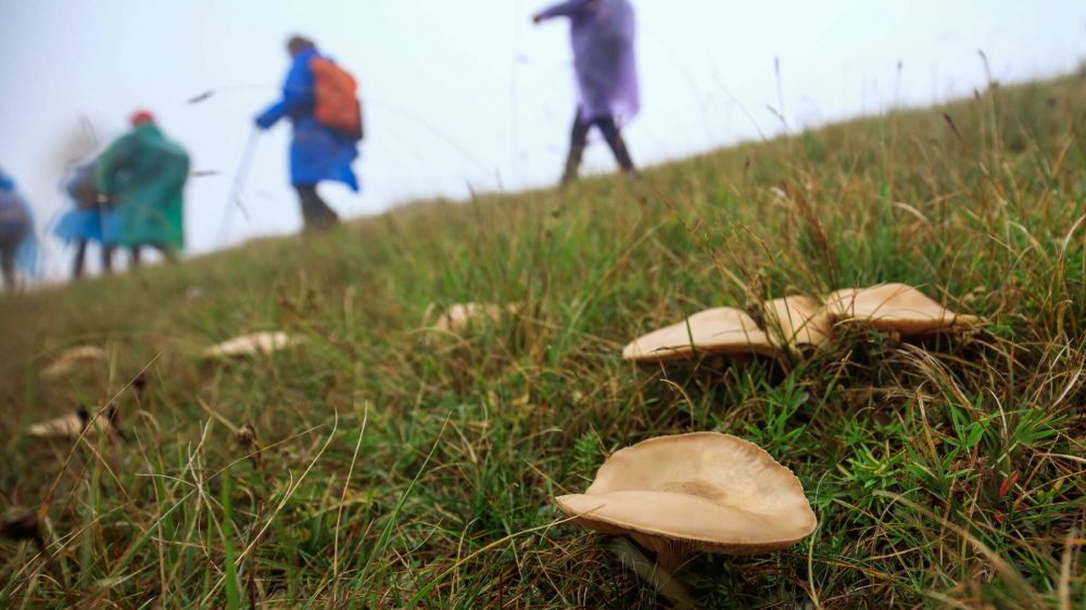 В лес с камерой и атласом: чтобы поход по грибы не стал последним