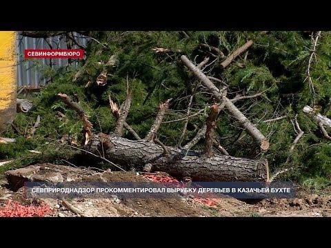Аллею сохранили, а деревья нет: власти рассказали о вырубке в районе Казачьей бухты