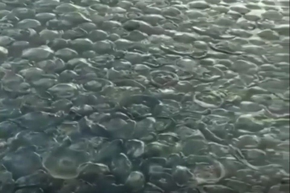 «Кладбище медуз»: Тысячи обессилевших желетелых ждут смерти на пляже в Щелкино