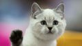 Как крымчанин ответит за убийство котенка на глазах малыша: приговор суда