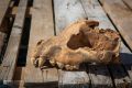 Крымские учёные нашли в пещере «Таврида» почти полный череп ископаемой гигантской гиены