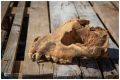 В Крыму нашли череп древней стокилограммовой гиены
