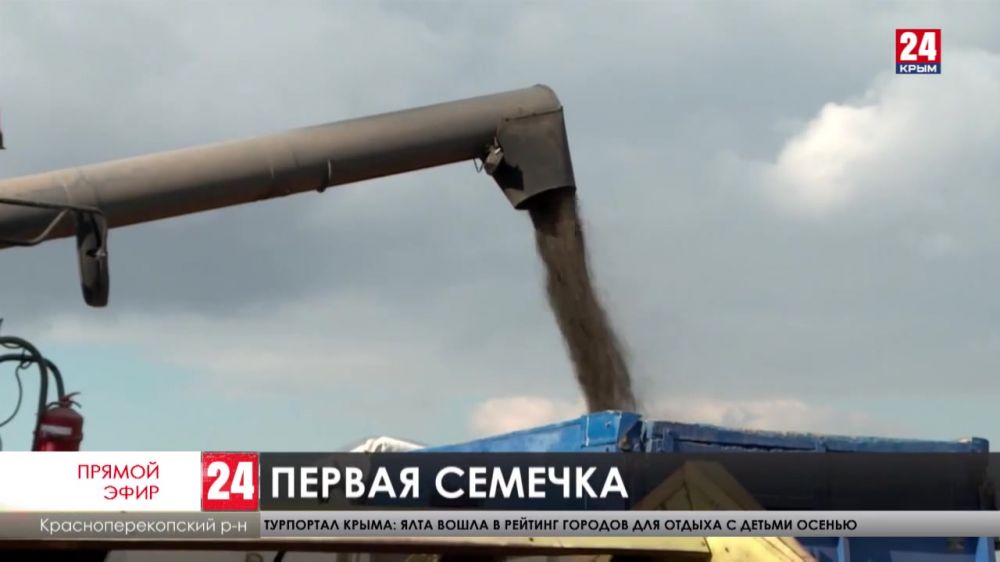 28 центнеров с гектара. Аграрии Крыма приступили к уборке подсолнечника