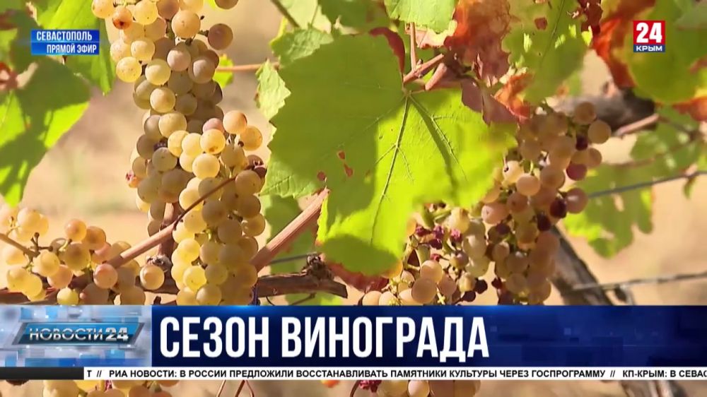 Рислинг, пино нуар и шардоне: на севастопольских виноградниках начали сбор урожая